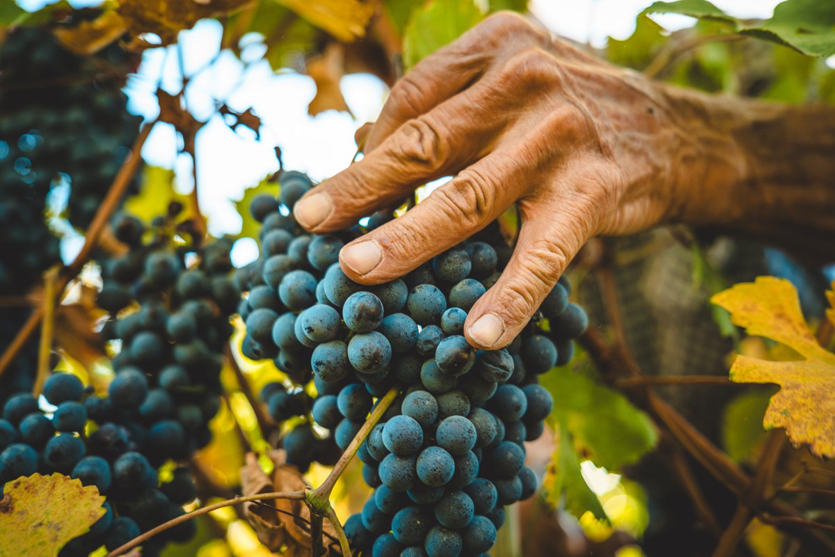 Coltivazione Nebbiolo