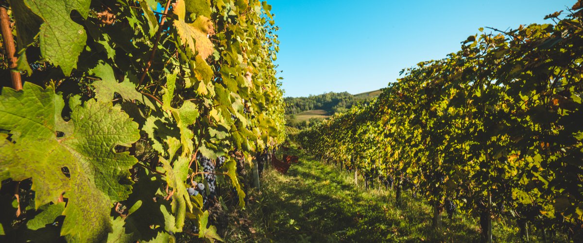 Coltivazione Nebbiolo